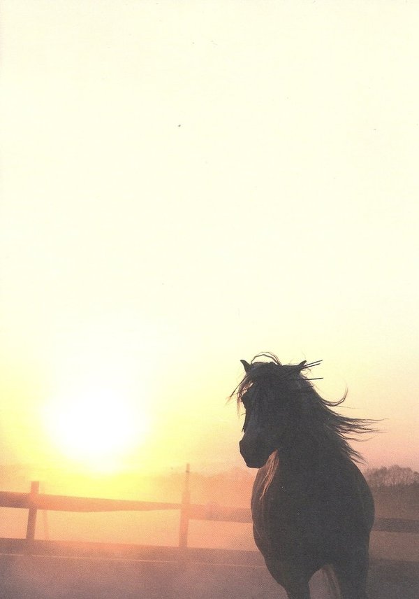 Briefpapier Pferde im Sonnenuntergang AS Druckshop A5