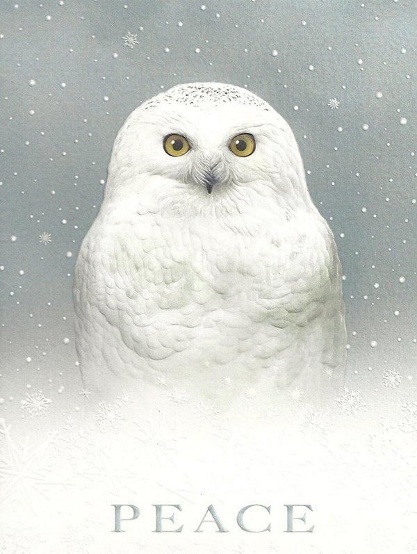 Winterkarte Peace Owl Leanin Tree