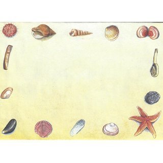 Envelope Seashells WUP